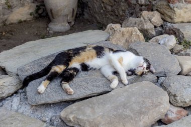 Yeşil gözlü üç renkli kedi yakın çekim