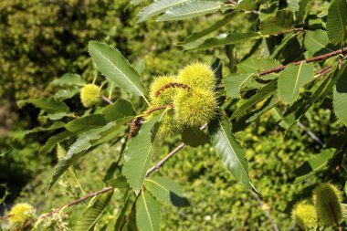Yenilebilir kestane (Castanea sativa) meyve yakın çekim dalları.
