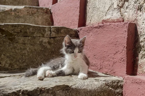 Blanco-gris gatito se encuentra en la escalera de cerca —  Fotos de Stock