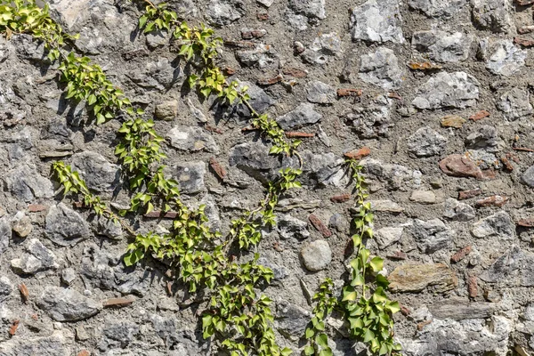 Στον τοίχο παλιά, γκρι, πετρώδες φόντο με φυτό και ρίζες — Φωτογραφία Αρχείου