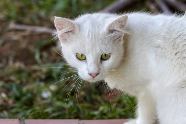 猫。一匹の白い子猫クローズアップ. — ストック写真