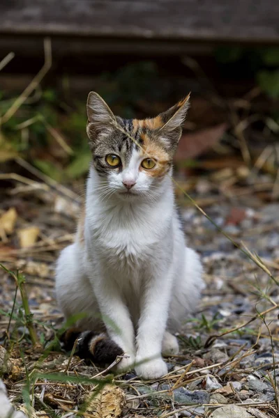 緑色の目をクローズアップした3色の子猫 — ストック写真