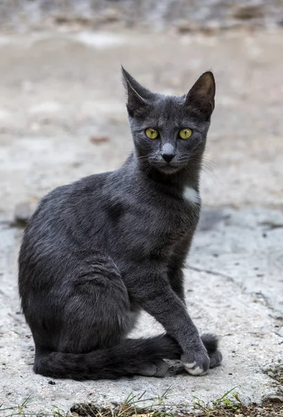 グレーの子猫と緑の目のクローズアップ — ストック写真