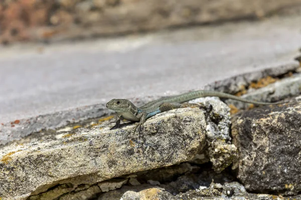 Lizard (Podarcis peloponnesiacus) sitting on a stones close-up — Stock Photo, Image