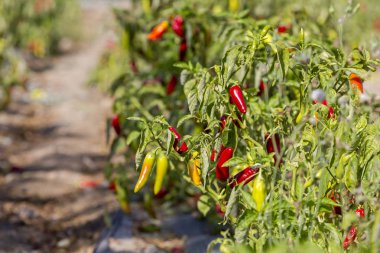 Bahçe yataklarında biber yetiştiriyorlar.