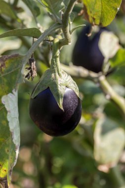 Patlıcan bahçe yatak içinde büyüyen