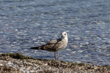 Büyük martı (Larus marinus) deniz kenarında yakın çekim