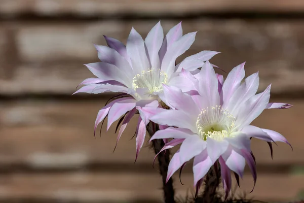 Bella Spinoso Pianta Succulenta Echinpsis Con Delicati Fiori Rosa Cresce — Foto Stock