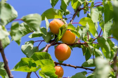 Tarım. Dağlarda güneşli bir yaz gününde dallara asılmış olgun bir kayısı..