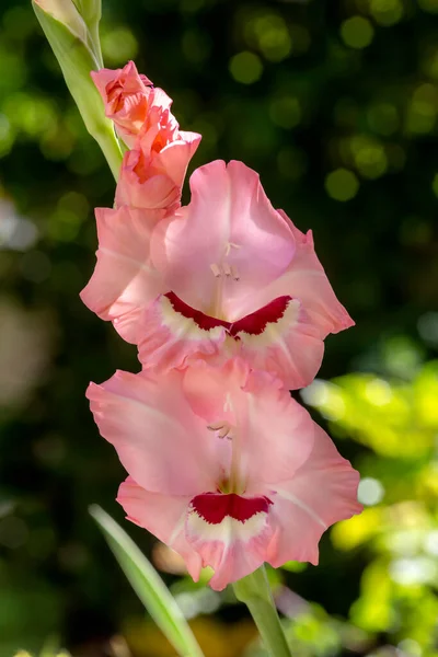 Rosa Dekorativ Anbud Gladiolus Med Mönster Växer Närbild Rabatt Trädgården — Stockfoto