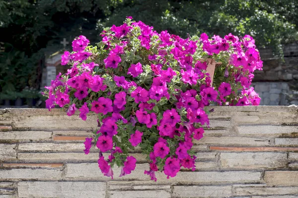 Purple Petunia Growing Pot Park Park Design — Stock Photo, Image