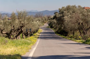 Köyün yakınındaki kırsal yol ve dağlarda güneşli bir ilkbahar gününde zeytin ağaçları (Mora, Yunanistan)