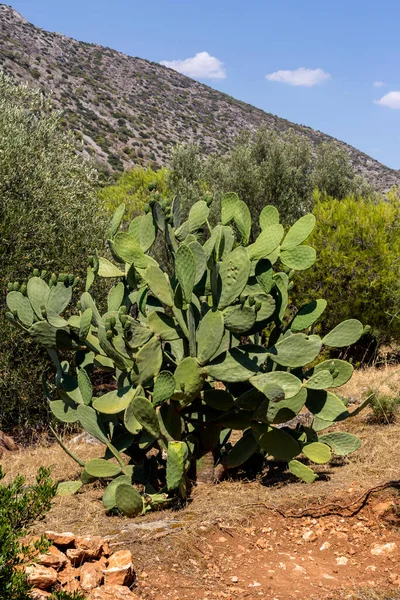 Spiselige Kaktus Stikkende Pære Opuntia Med Frugter Vokser Udendørs Landet - Stock-foto