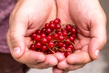 Faydalı, olgun kırmızı frenk üzümü (Ribes) yazın erkeklerin elinde, güneşli bir günde yakın planda.