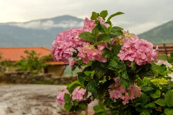 Hortensia Brillante Decorativa Tierna Con Gotas Lluvia Crece Cerca Una — Foto de Stock