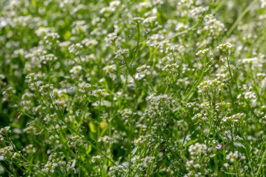 Yararlı, tıbbi bitki (Barbarea vulgaris) güneşli bir bahar günü çimenlikte büyür ve çiçek açar.