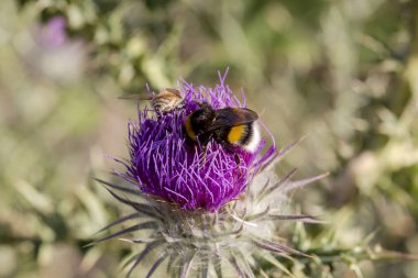 Büyük yaban arısı (Bombus) dikenli, devedikeni (Carduus) deve dikeni üzerinde nektar toplar.