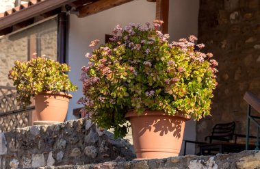 Lezzetli. Güzel, sulu bir bitki (Crassula) narin çiçekleri açık bir saksıda yetişir.