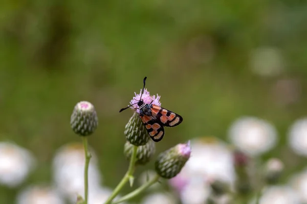 Krásný Elegantní Jasný Motýl Vzorem Zygaena Sogdiana Sedí Květině Létě — Stock fotografie