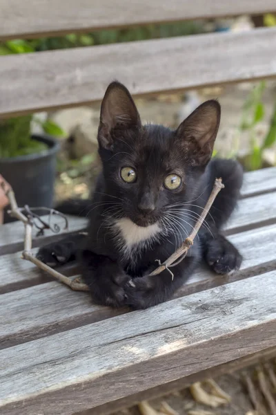 Kočky Portrét Malého Hezkého Černého Koťátka Zelenýma Očima Zblízka Dřevěné — Stock fotografie