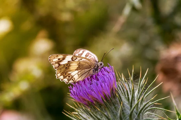 Beautiful Elegant Bright Butterfly Melanargia Galathea Sitting Flower Summer Sunny — Stock Photo, Image