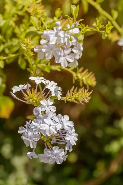 Güzel Çalı Plumbago Auriculata Bahçede Büyüyen Mavi Çiçekli Güneşli Bir — Stok fotoğraf