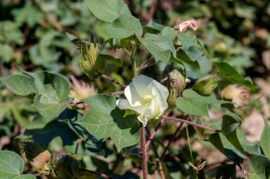 Tarım. Sonbaharda, güneşli bir günde tarlada pamuk yetiştirmek (Yunanistan, Orta Makedonya)