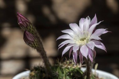 Güzel, dikenli, sulu bitki (Echinpsis) açık havada çiçek tarhında yetişir.