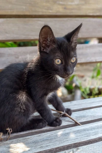 Kediler Küçük Güzel Siyah Bir Kedi Yavrusunun Portresi Bir Yaz — Stok fotoğraf