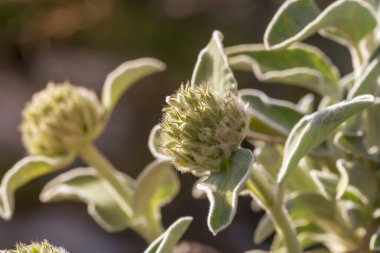 Güneşli bir bahar gününde dağlarda yetişen nadir bitki (Phlomis fruticosa)