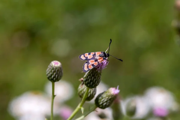 Beautiful Elegant Bright Butterfly Pattern Zygaena Sogdiana Sitting Flower Summer — Stock Photo, Image