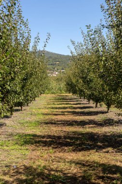 Tarım. Erik ağaçları yaz güneşli bir günde dağlarda yetişir.