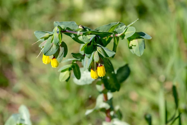 Rostlina Cerinthe Major Žlutými Květy Rostoucími Horské Louce Zblízka Slunném — Stock fotografie