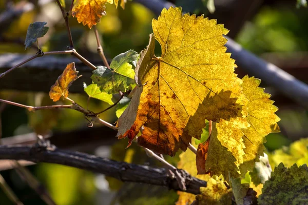 Herbst Hintergrund Das Helle Blatt Steckt Bei Sonnigem Wetter Den — Stockfoto