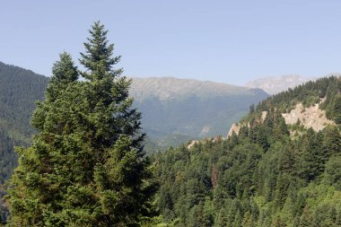 Dağ manzarası. Güneşli bir yaz gününde güney Pindos 'un yeşil dağlarının manzarası (Yunanistan, Trikala)