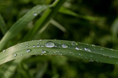 Yeşil çimen yaprakları yağmur damlalarında Bir yaz günü çayırda yakın plan