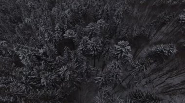 Hava üstgeçidin karlı çam ormanı donmuş. 4 k'dan fazla vurdu