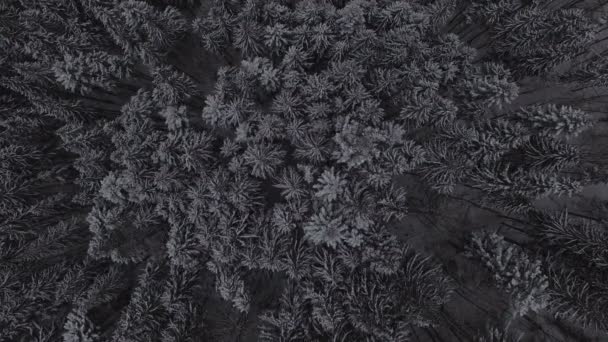 Imagens aéreas da floresta de Natal conífera de neve de inverno. 4k — Vídeo de Stock