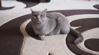 Gurur sevimli İngiliz kedi kamera halı üzerinde dinlenme portresi