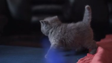 Yatağa oynarken İskoç şirin ve sevimli kedicikler. 4k