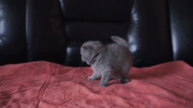 Küçük oynak cutiest İskoç düz kedicik portresi. 4k.