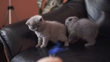 Üç küçük İskoç düz kedi kanepede oynarken portresi