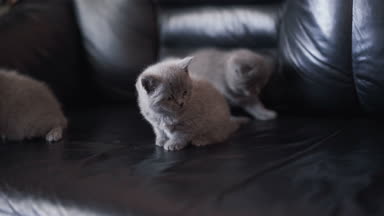 Üç küçük İskoç düz kedi kanepede oynarken portresi