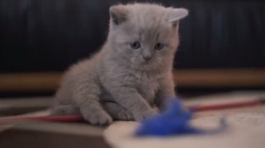 Küçük cutiest İskoç düz kedicik portresi. 4k