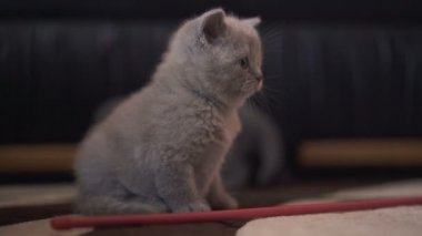Küçük cutiest İskoç düz kedicik portresi. 4k