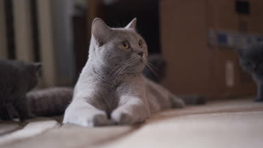 Muhteşem İskoç düz kedi onun kitties halı ile dinlenme