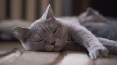 Portre sevimli sakin scottish fold yalan ve kameraya bakarak kedi
