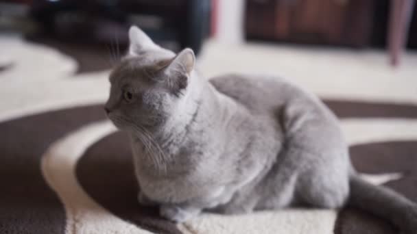 Ritratto di orgoglioso adorabile gatto britannico appoggiato sul tappeto davanti alla macchina fotografica — Video Stock