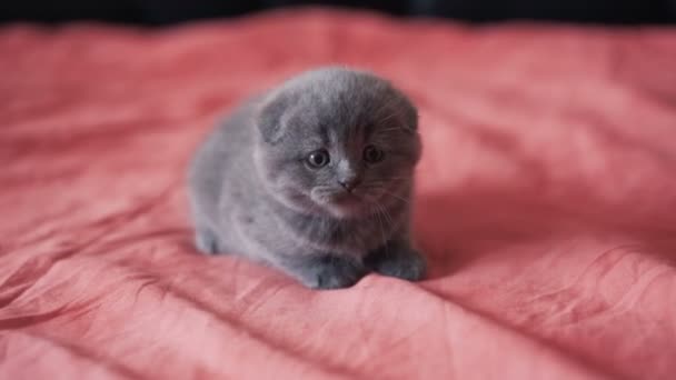 Escocés pliegue gatito descansa en un cama en cámara — Vídeo de stock