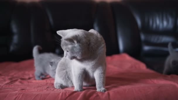 Schotse schattige poesjes spelen op het bed — Stockvideo